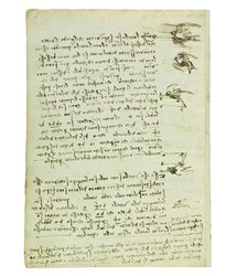 Codex sur le vol des oiseaux, Folio 8 verso